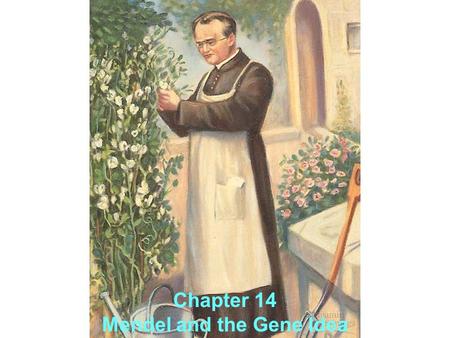 Chapter 14 Mendel and the Gene Idea. A. Gregor Mendel’s Discoveries Mendel brought an scientific and mathematical approach to studying heredity  this.