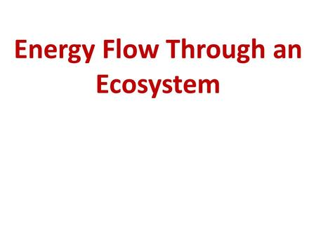 Energy Flow Through an Ecosystem copyright cmassengale1.