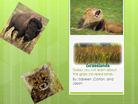 Today you will learn about the grass covered lands. By: Sabeen,Colton, and Jason.
