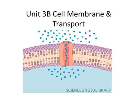 Unit 3B Cell Membrane & Transport. What is Cell Transport? Transport- the movement of materials between an organism and its environment Cellular Transport-