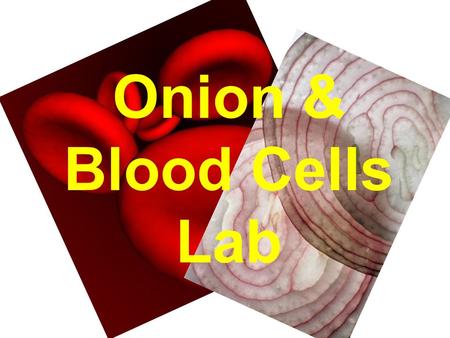 Onion & Blood Cells Lab.