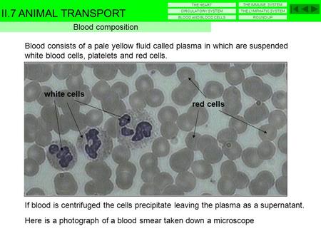 Microscope drawing of blood smear