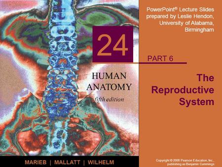 PowerPoint ® Lecture Slides prepared by Leslie Hendon, University of Alabama, Birmingham HUMAN ANATOMY fifth edition MARIEB | MALLATT | WILHELM 24 Copyright.