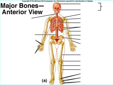 b Functions of Bone Support and Protection shape and form underlying tissue protection.
