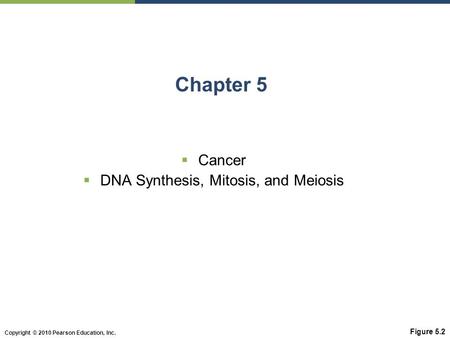 DNA Synthesis, Mitosis, and Meiosis