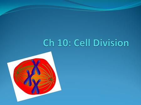 Ch 10: Cell Division.