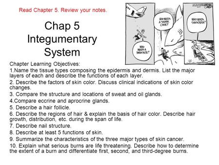 Chap 5 Integumentary System