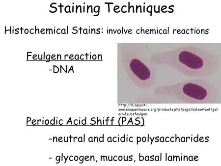 Staining Techniques Histochemical Stains: involve chemical reactions Feulgen reaction -DNA Periodic Acid Shiff (PAS) -neutral and acidic polysaccharides.