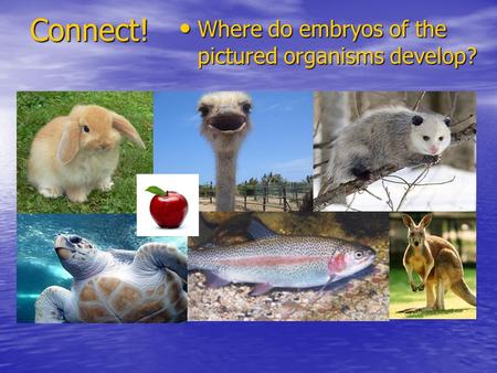 Connect! Where do embryos of the pictured organisms develop? Where do embryos of the pictured organisms develop?