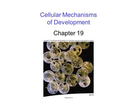 Cellular Mechanisms of Development Chapter 19. 2 Overview of Development Development is the successive process of systematic gene- directed changes throughout.