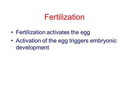 Fertilization Fertilization activates the egg