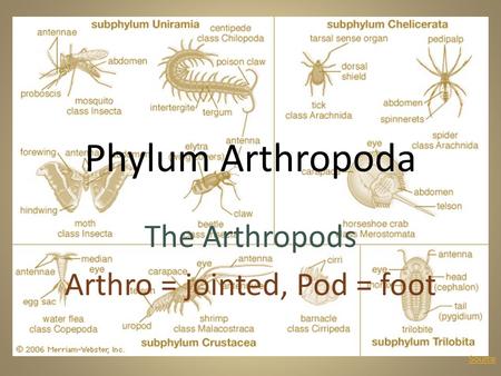 The Arthropods Arthro = jointed, Pod = foot