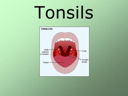 Tonsils.