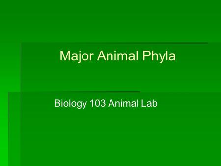 Major Animal Phyla Biology 103 Animal Lab.