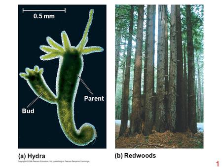 0.5 mm Parent Bud (a) Hydra (b) Redwoods.