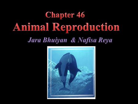 Chapter 46 Animal Reproduction
