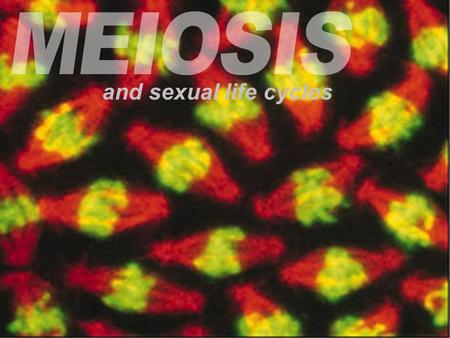 Meiosis MEIOSIS and sexual life cycles.