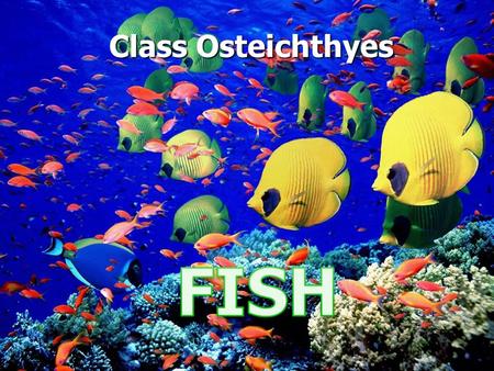 Class Osteichthyes. COLORATION Iridophores and chromatophores: pigment cells Iridophores and chromatophores: pigment cells Helps in species recognition.
