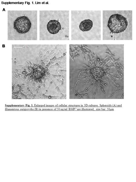 Supplementary Fig. 1. Enlarged images of cellular structures in 3D cultures. Spheroids (A) and filamentous outgrowths (B) in presence of 50 ng/ml BMP7.