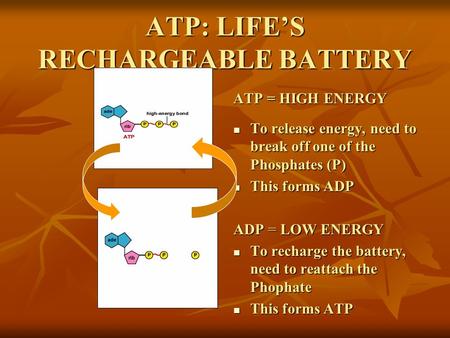 ATP: LIFE’S RECHARGEABLE BATTERY To release energy, need to break off one of the Phosphates (P) To release energy, need to break off one of the Phosphates.