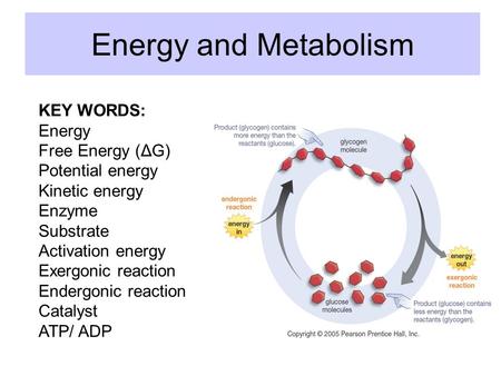 Energy and Metabolism KEY WORDS: Energy Free Energy (ΔG) Potential energy Kinetic energy Enzyme Substrate Activation energy Exergonic reaction Endergonic.