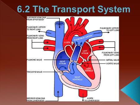 1. What is the circulatory system? A. The body's breathing system B. The body's system of nerves C. The body's food-processing system D. The body's.