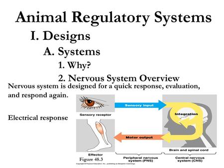 Animal Regulatory Systems I. Designs A. Systems 1. Why? 2. Nervous System Overview Electrical response Figure 48.3 Nervous system is designed for a quick.