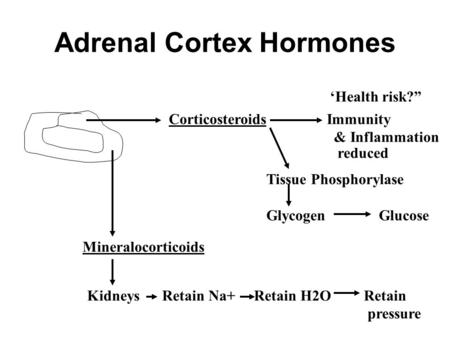 Adrenal Cortex Hormones Corticosteroids Immunity & Inflammation reduced Tissue Phosphorylase Glycogen Glucose Mineralocorticoids Kidneys Retain Na+ Retain.