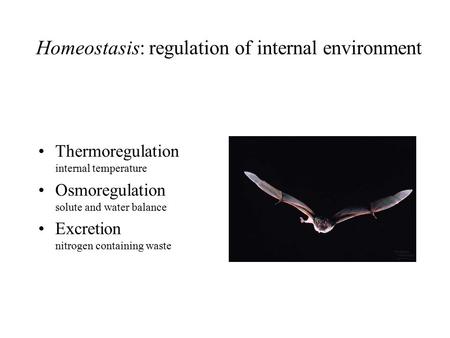 Homeostasis: regulation of internal environment