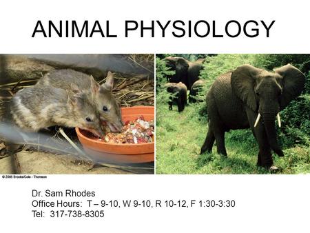 ANIMAL PHYSIOLOGY Dr. Sam Rhodes Office Hours: T – 9-10, W 9-10, R 10-12, F 1:30-3:30 Tel: 317-738-8305.