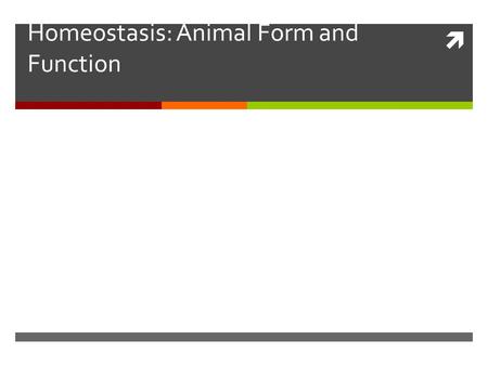 Homeostasis: Animal Form and Function