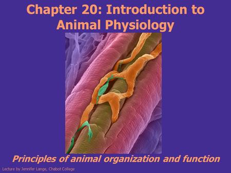 Chapter 20: Introduction to Animal Physiology