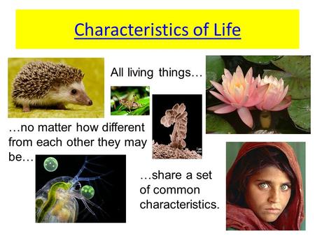 Characteristics of Life All living things… …no matter how different from each other they may be… …share a set of common characteristics.