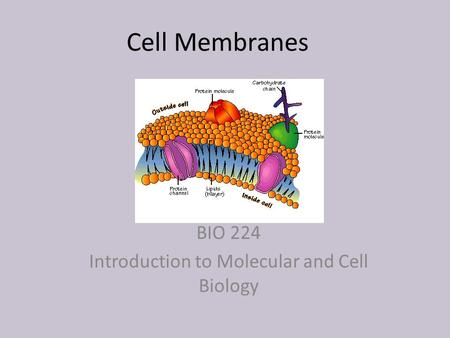 BIO 224 Introduction to Molecular and Cell Biology