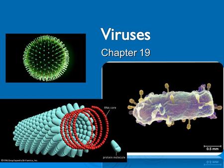 Chapter 19.  The components of a virus.  The differences between lytic and lysogenic cycles.