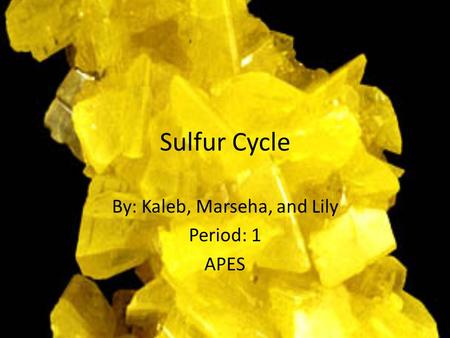 Sulfur Cycle By: Kaleb, Marseha, and Lily Period: 1 APES.
