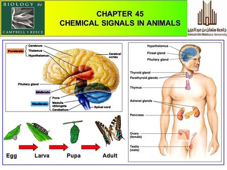 1 EggLarvaPupaAdult CHAPTER 45 CHEMICAL SIGNALS IN ANIMALS.