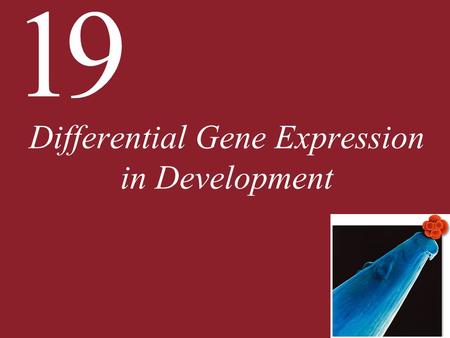19 Differential Gene Expression in Development. 19 Differential Gene Expression in Development 19.1 What Are the Processes of Development? 19.2 Is Cell.