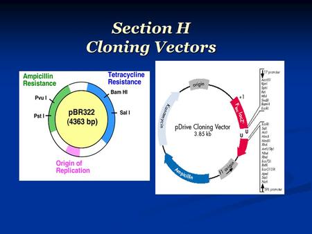 Section H Cloning Vectors.