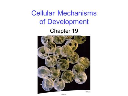 Cellular Mechanisms of Development Chapter 19. 2 Overview of Development Development is the successive process of systematic gene-directed changes throughout.