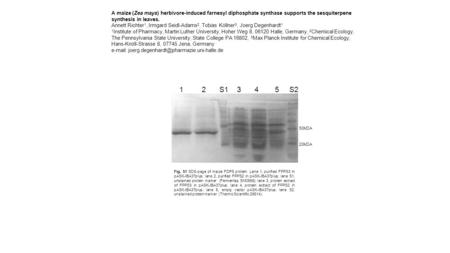 Fig. S1 SDS-page of maize FDPS protein. Lane 1, purified FPPS3 in pASK-IBA37plus; lane 2, purified FPPS2 in pASK-IBA37plus; lane S1, unstained protein.