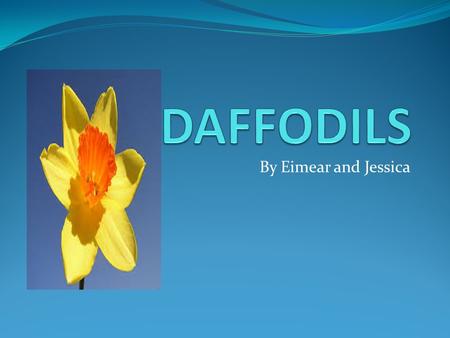 By Eimear and Jessica. Different types of daffodils. Pacific coast Erlicheer Pink charm Cassata Petit four Angel eyes Manly Golden bells Tahiti Rip van.