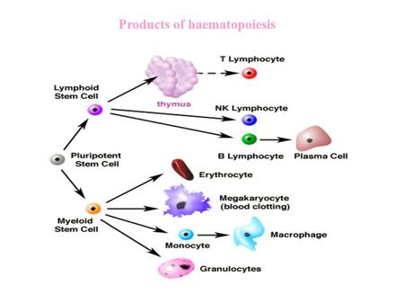 Products of haematopoiesis. Leukaemia, the current hypothesis Defect in maturation of white blood cells-may involve a block in differentiation and/or.