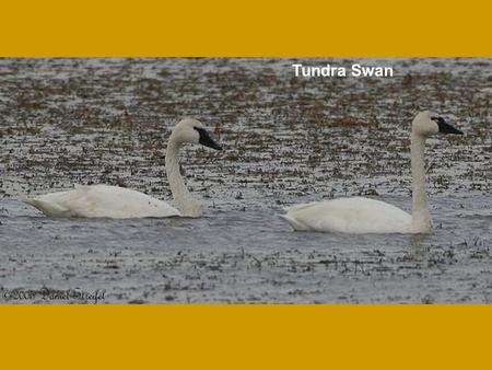 Tundra Swan. Trumpeter Swan Greater White-fronted Goose Photo courtesy of Dan Streifel.