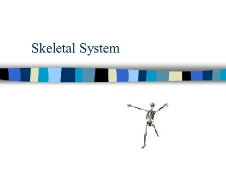 Skeletal System. Functions of the Skeletal System THINK! – What are the four levels of organization? Cells, Tissues, Organs, Organ Systems Provides shape.