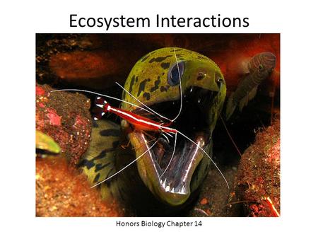Ecosystem Interactions Honors Biology Chapter 14.