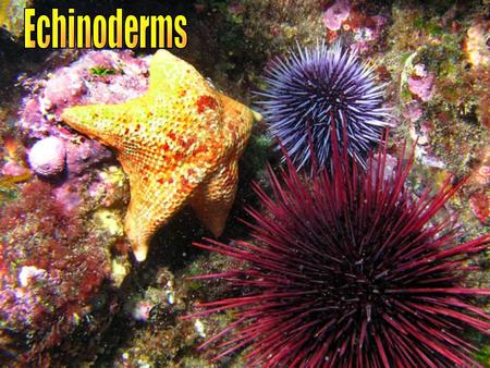 GENERAL CHARACTERISTICS Ex: sea stars, brittle stars, sand dollars, sea urchins, & sea cucumbers All marine “ Spiny-Skinned Animals” - meaning Radial.