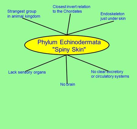 Phylum Echinodermata Spiny Skin Strangest group in animal kingdom Closest invert relation to the Chordates Endoskeleton just under skin Lack sensory.