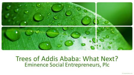 Trees of Addis Ababa: What Next? Eminence Social Entrepreneurs, Plc.