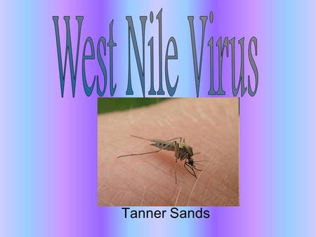 Tanner Sands. General Information It is part of the Flaviviridae family which is a family of viruses generally spread through arthropod vectors It is.